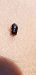 Geocoris erythrocephalus  - Michele Cento