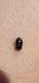 Geocoris erythrocephalus © Michele Cento