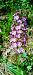 Orchis purpurea  - Sebastien Merle