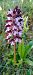 Orchis purpurea (Orchis pourpre) © Sebastien Merle
