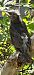 Storno (Sturnus vulgaris) © Monica Artale