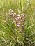 Anacamptis coriophora subsp. fragrans (Orchis parfumé) © Jean François Tisserand