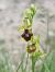 Ophrys aymoninii  - Christian Fleury
