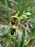 Ophrys aymoninii  - Christian Fleury