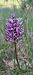 Orchis simia (Orchis singe) © Marc et M-Joëlle Silvestre