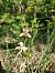 Ophrys apifera var. badensis  - Laurent Mazet