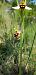 Ophrys apifera  - Bruno Durbin