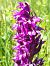 Dactylorhiza majalis (Orchis de mai) © Françoise Peyrissat
