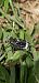 Valgus hemipterus  - Michele Cento