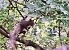 Scoiattolo comune europeo (Sciurus vulgaris) © Renato Cottalasso