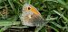 Coenonympha pamphilus © Michele Cento