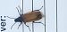 Omophlus lepturoides © Michele Cento