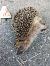 Riccio europeo (Erinaceus europaeus) © Rudy Valfiorito