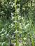 Platanthera bifolia (Platanthère à deux feuilles) © Oriane Arnaud