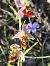 Ophrys fuciflora subsp. druentica  - Richard Fay