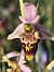 Ophrys fuciflora subsp. druentica  - Richard Fay
