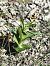 Epipactis helleborine subsp. tremolsii - Richard Fay