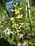 Platanthera bifolia © Elena Cfr Buoro (FVG)