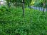 Himantoglossum hircinum  - Christophe Alavoine