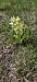 Dactylorhiza sambucina (Orchis sureau) © Jean Bastianelli