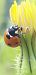 Coccinella septempunctata © Michele Cento
