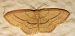Cyclophora linearia © Michele Cento