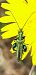 Oedemera nobilis © Michele Cento
