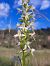 Platanthera muelleri  - Emmanuel Cosson