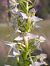 Platanthera muelleri  - Emmanuel Cosson
