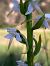 Platanthera muelleri  - Emmanuel Cosson