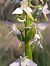 Platanthera muelleri  - Emmanuel Cosson