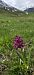 Dactylorhiza sambucina f. rubra (Orchis sureau forme rouge) © Jean Bastianelli