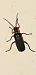 Cantharis sp. © Michele Cento