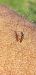 Rhagonycha lignosa  - Michele Cento
