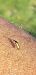 Rhagonycha lignosa  - Michele Cento