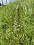 Himantoglossum hircinum (Orchis bouc) © Erwan Leherisse