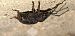 Otiorhynchus sulcatus © Michele Cento