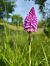 Anacamptis pyramidalis © Nicola Larroux