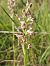 Anacamptis coriophora subsp. fragrans © Nicola Larroux