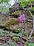Orchis simia © Ferran Gonzàlez-Prat