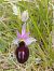 Ophrys magniflora  - Gérard Joseph