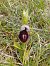 Ophrys magniflora (Ophrys à grandes fleurs) © Gérard Joseph