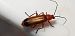 Rhagonycha fulva  - Michele Cento