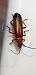 Rhagonycha fulva  - Michele Cento