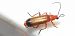 Rhagonycha fulva © Michele Cento