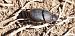 Onthophagus sp.  - Michele Cento