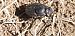 Onthophagus sp.  - Michele Cento