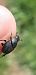 Onthophagus sp.  - Michele Cento
