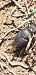 Onthophagus sp.  - Michele Cento
