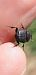 Onthophagus sp.  - Michele Cento